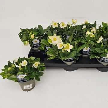 Helleborus MIX
