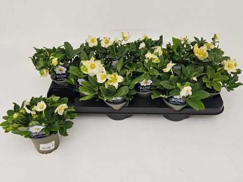 Helleborus MIX