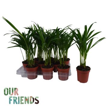 Areca catechu