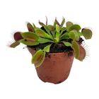 Dionaea muscipula