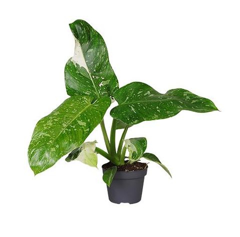 Philodendron 'Jose Buono Variegata'