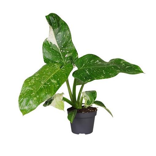 Philodendron 'Jose Buono Variegata'