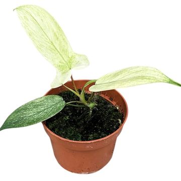 Philodendron FLORIDA GHOST
