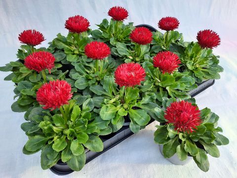 Bellis perennis BAM BAM RED