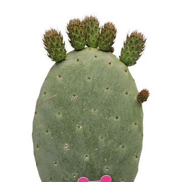 Opuntia ficus-indica