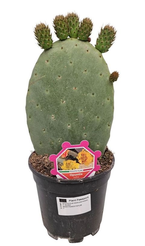 Opuntia ficus-indica