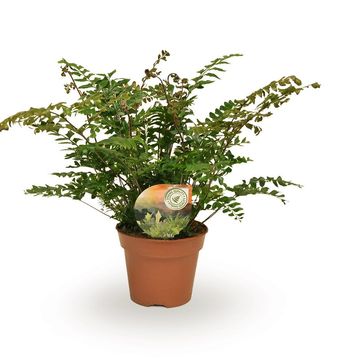 Didymochlaena truncatula