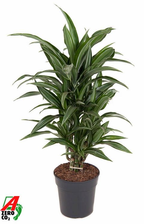 Dracaena fragrans 'Ulises'