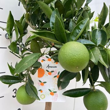 Citrus sinensis 'Arancio'