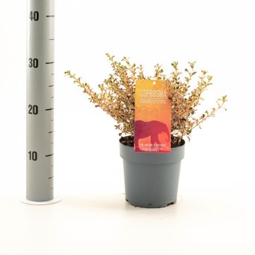 Coprosma 'Fire Burst'