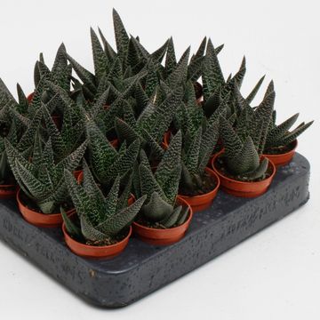 x Gasterhaworthia 'Royal Highness'