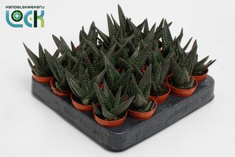 x Gasterhaworthia 'Royal Highness'