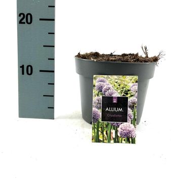 Allium 'Гладиатор'