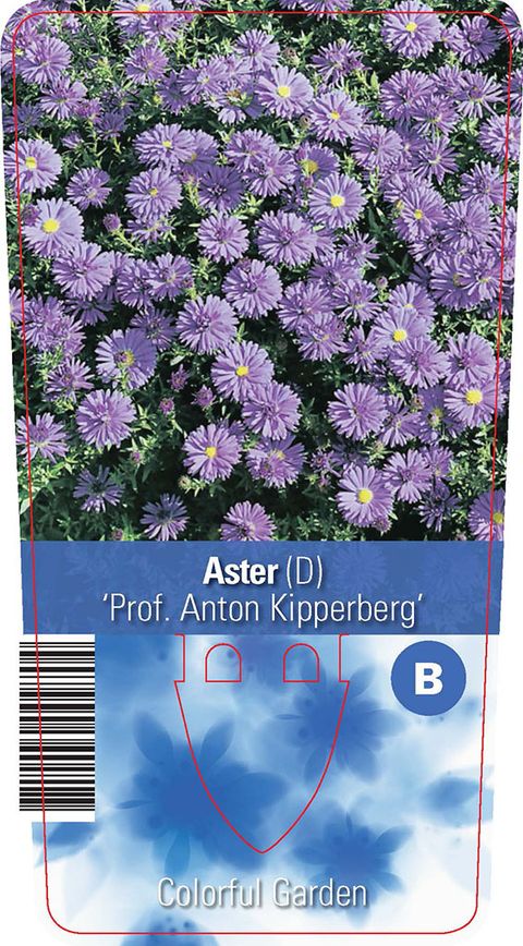 Aster 'Professor Anton Kippenberg'