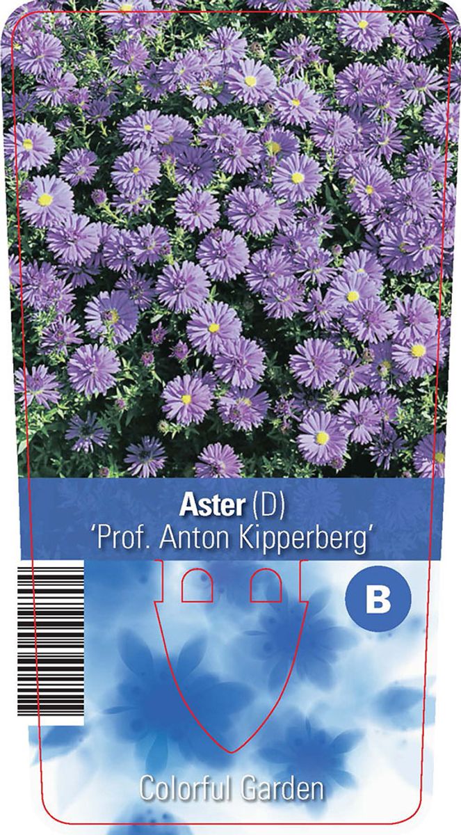 Aster 'Professor Anton Kippenberg' — Plant Wholesale FlorAccess