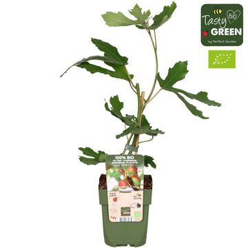 Ficus carica LITTLE MISS FIGGY