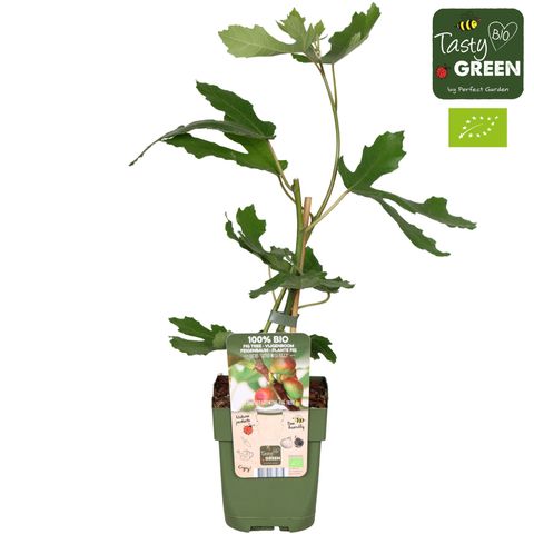 Ficus carica LITTLE MISS FIGGY