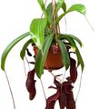 Nepenthes 'Bill'