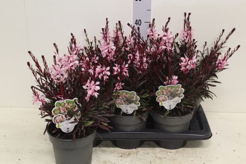 Gaura lindheimeri 'Graceful Pink'