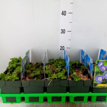 Geranium ROZANNE
