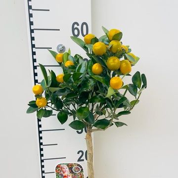 x Citrofortunella microcarpa