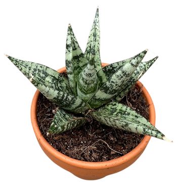 サンスベリア Sansevieria Zebra Sansevieria 'Zebra' — Plant Wholesale FlorAccess