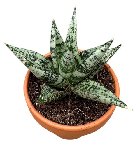 Sansevieria 'Zebra' — Растения Оптовая FlorAccess