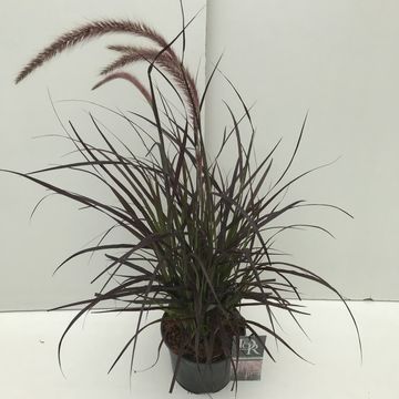 Pennisetum advena 'Rubrum'