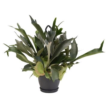 Platycerium bifurcatum