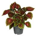 Coleus 'Magnificent Mile'