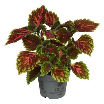 Coleus 'Magnificent Mile'