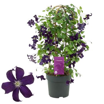 Clematis AYAKO