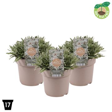 Leontopodium alpinum 'Watzmann'