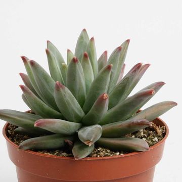 Echeveria hookeri