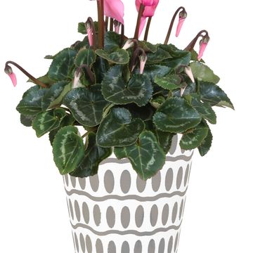 Cyclamen persicum SUPER SERIE S ALLURE MIX