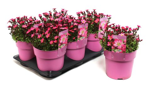 Saxifraga TOURAN PINK