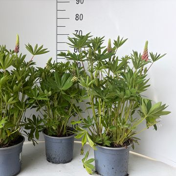 Lupinus polyphyllus MIX