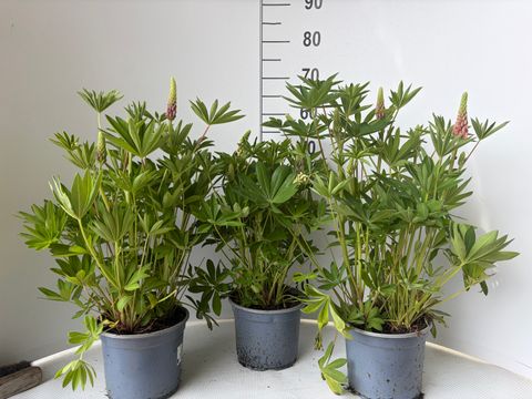 Lupinus polyphyllus MIX