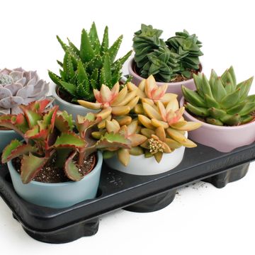Succulents MIX
