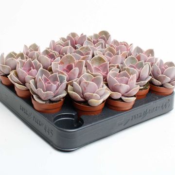 Echeveria 'Perle von Nürnberg'