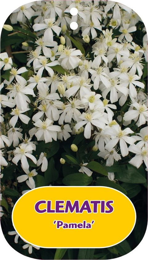 Clematis 'Pamela' (F)