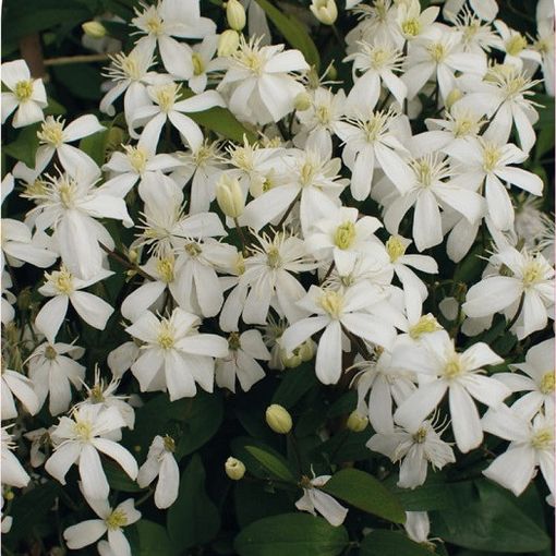 Clematis 'Pamela' (F)