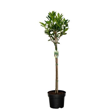 Prunus laurocerasus 'Caucasica'