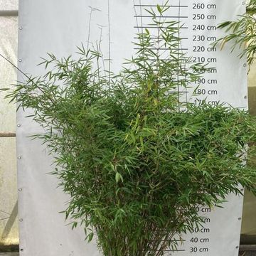 Fargesia 'Winter Joy'