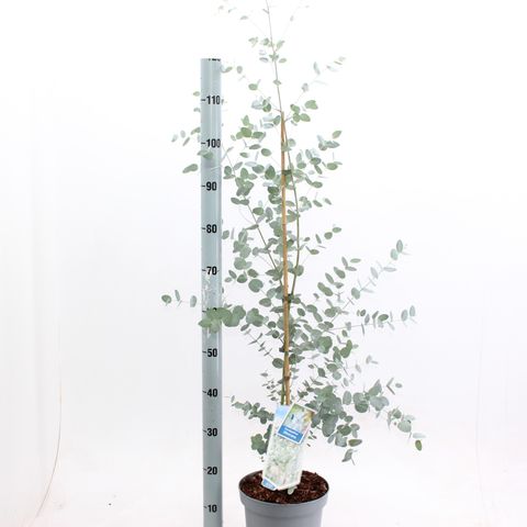 Eucalyptus gunnii SILVERANA