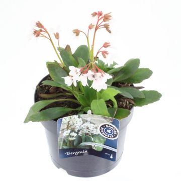 Bergenia 'Fire and Ice'