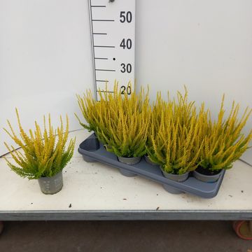 Calluna vulgaris BEAUTY LADIES AGNETA