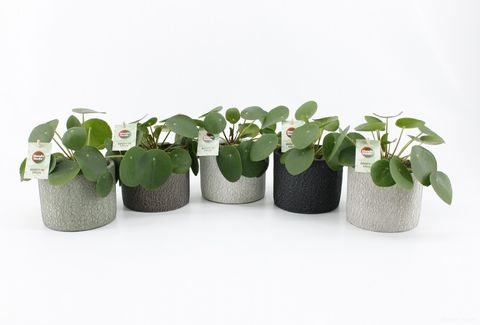Pilea peperomioides