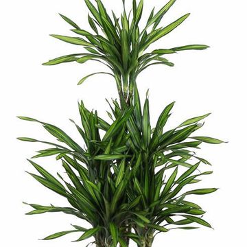 Dracaena fragrans RIKI