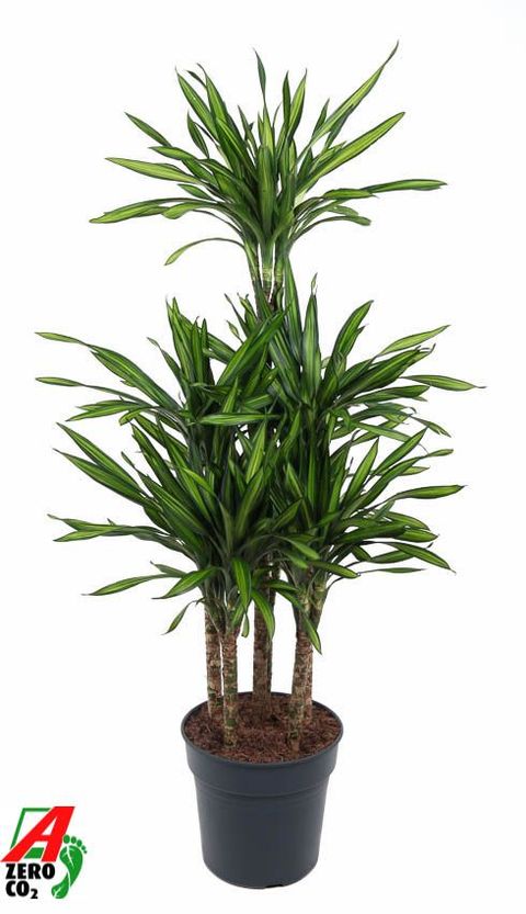 Dracaena fragrans RIKI